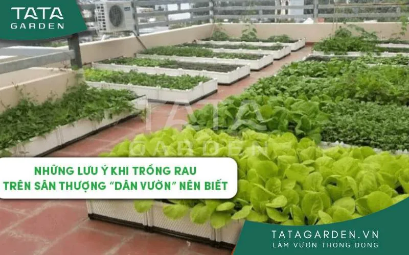 Những lưu ý khi trồng rau trên sân thượng “dân vườn” nên biết