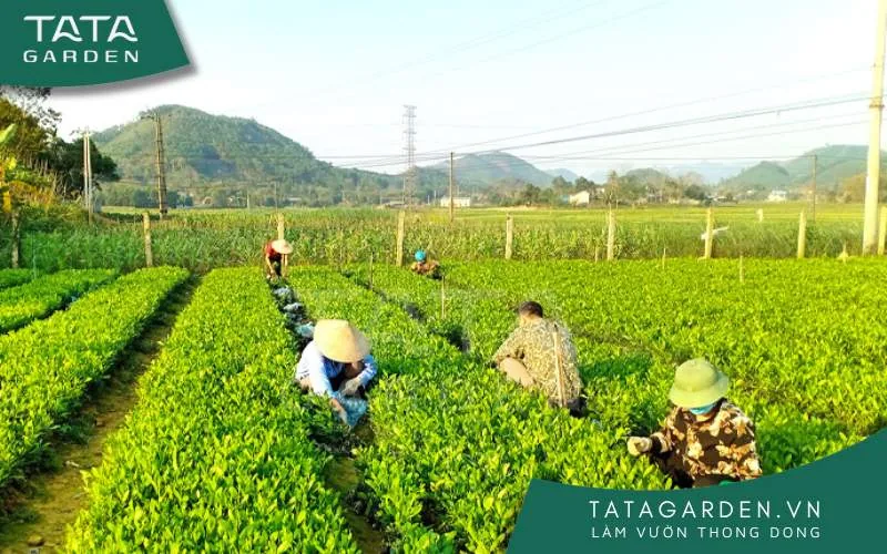 Vườn ươm là nơi ươm những cây con nảy mầm sau đó trồng vào luống