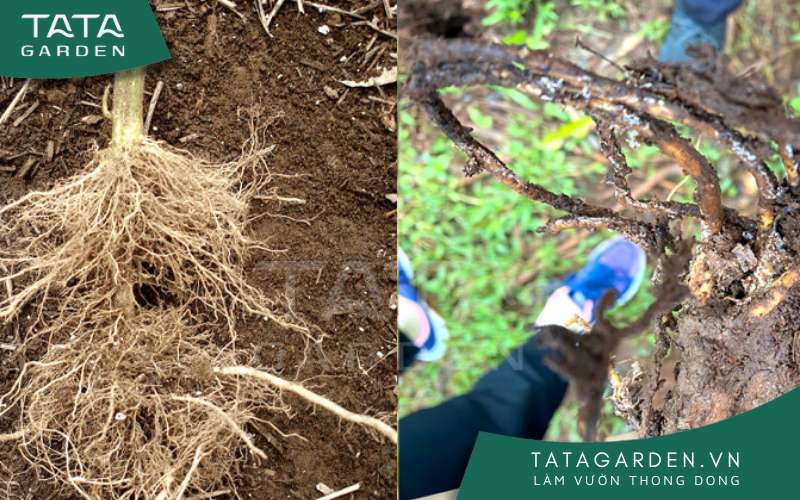 Rễ của cây khoẻ mạnh và cây bị bệnh thối rễ