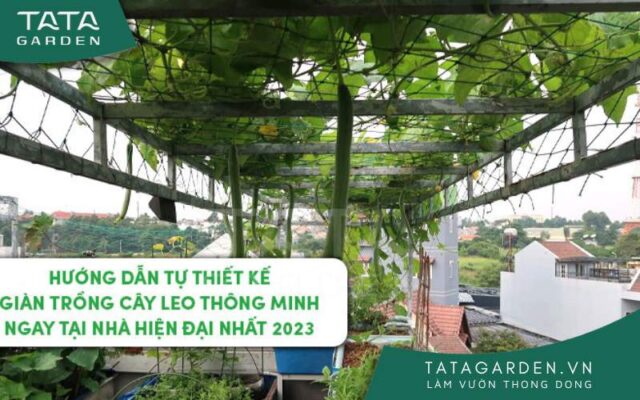 Hướng dẫn tự thiết kế vườn trồng cây leo