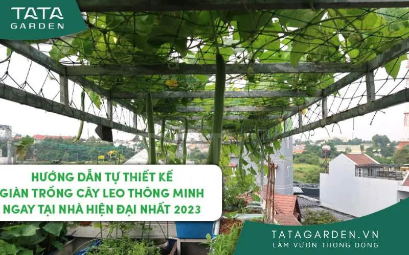 Cách thiết kế giàn trồng cây leo thông minh, đẹp cho sân vườn