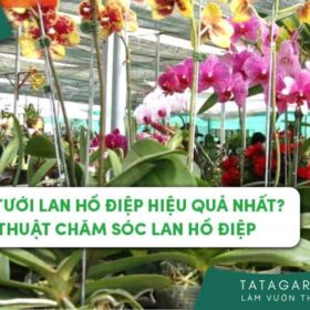 Cách tưới Lan Hồ Điệp hiệu quả nhất? Kỹ thuật chăm sóc Lan Hồ Điệp