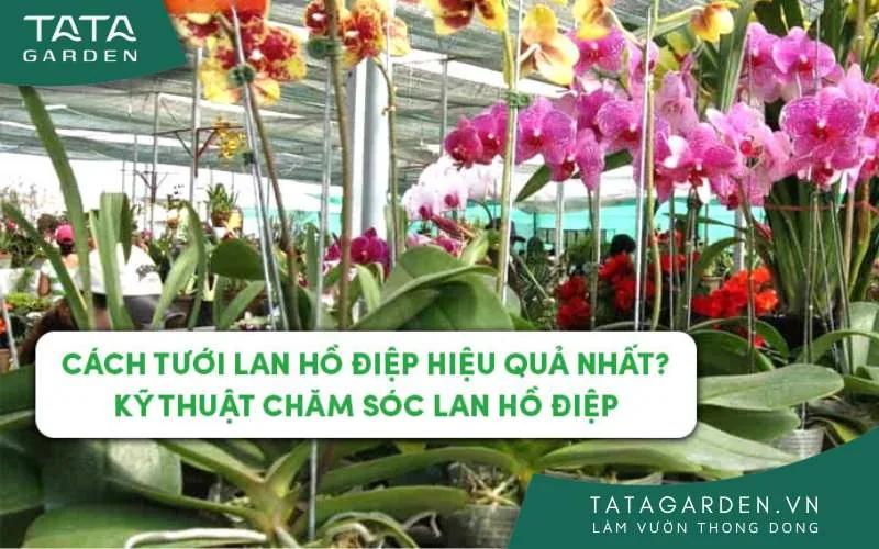 Cách tưới Lan Hồ Điệp hiệu quả nhất? Kỹ thuật chăm sóc Lan Hồ Điệp