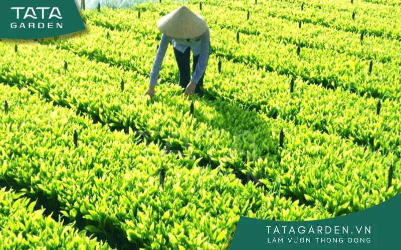 Ươm cây giống giúp bạn tiết kiệm được không gian vườn ươm khi thực hiện nhiều mùa vụ liên tục