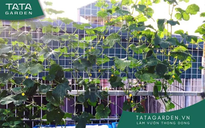 Bạn nên thường xuyên cắt tỉa và uốn tạo dáng cho giàn cây leo