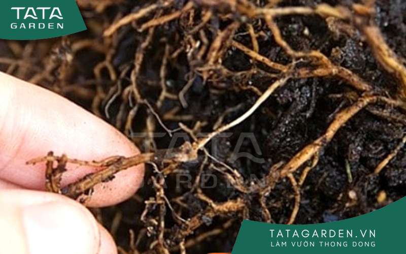 Trồng cây quá sâu dưới đất cũng là nguyên nhân gây bệnh thối rễ
