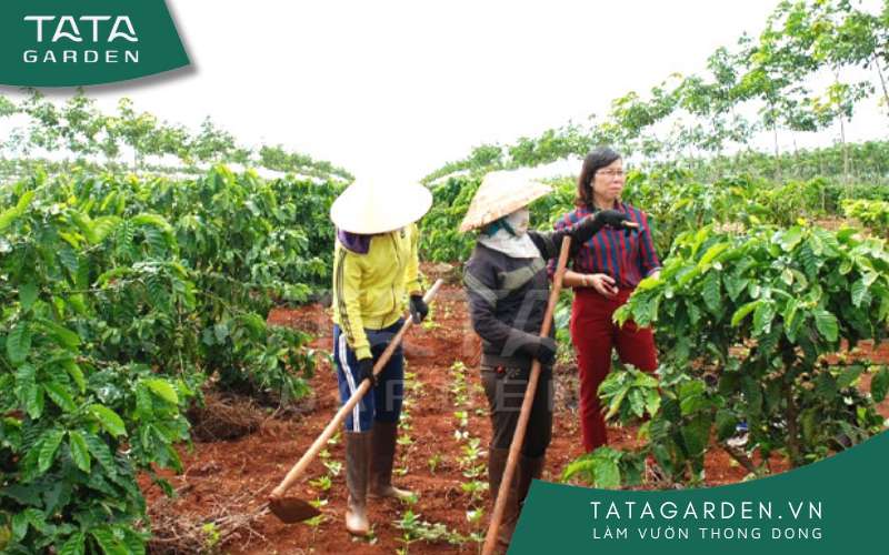 Mật độ cây trồng vừa giúp tối ưu hóa lượng nước, dinh dưỡng hợp lý