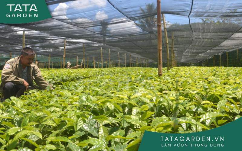 Thiết kế vườn ươm cây giống rất dễ dàng và bạn có thể làm đúng kỹ thuật khi ở nhà