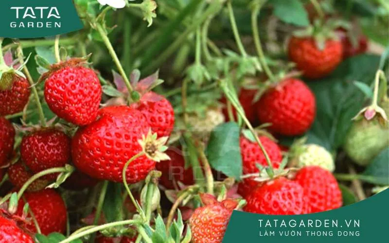Phương pháp trồng dâu tây bằng hạt