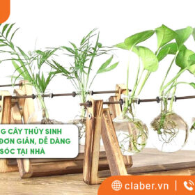 Cách trồng cây thủy sinh chi tiết cực đơn giản, dễ dàng chăm sóc tại nhà
