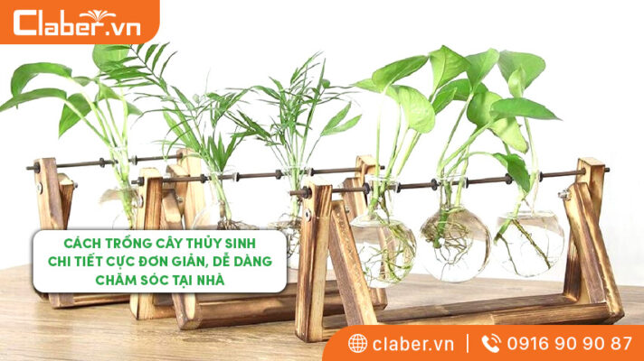 Trồng cây thủy sinh