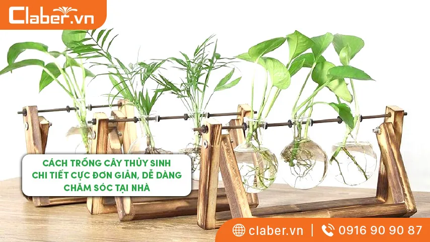 Cách trồng cây thủy sinh chi tiết cực đơn giản, dễ dàng chăm sóc tại nhà
