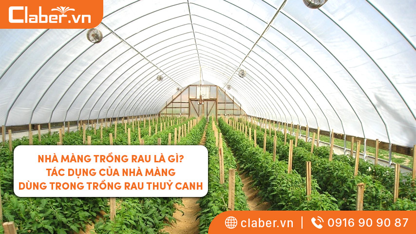 Nhà màng trồng rau