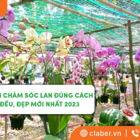 Hướng dẫn chăm sóc lan đúng cách cho người mới bắt đầu