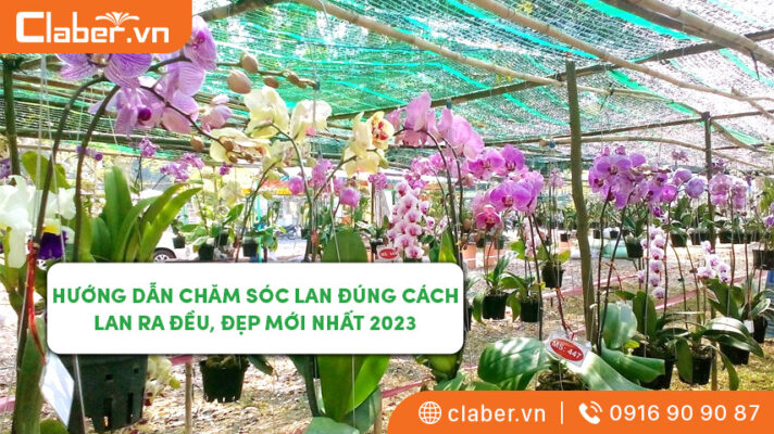 chăm sóc hoa lan đúng cách