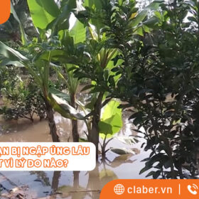Cây trên cạn bị ngập úng lâu sẽ chết vì lý do nào?