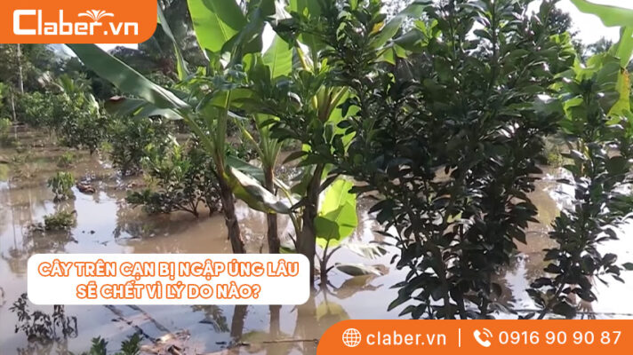 Cây trên cạn bị ngập úng lâu sẽ chết,