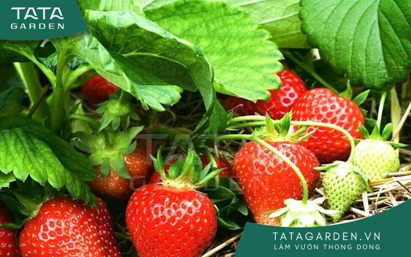Phương pháp trồng dâu tây bằng cách giâm cành
