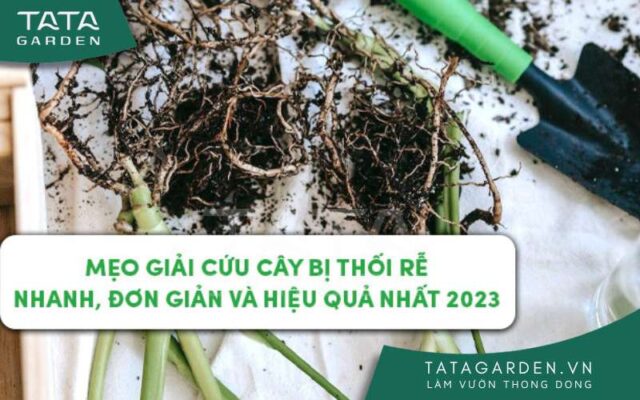 Mẹo cứu cây bị thối rễ hiệu quả