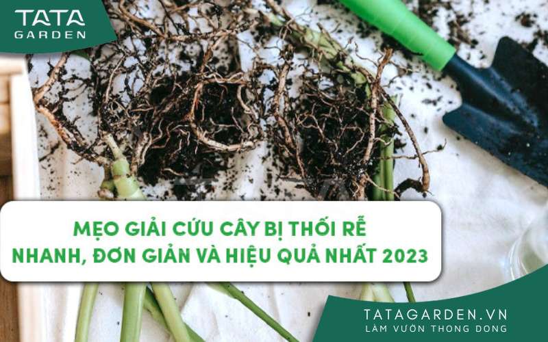 Mẹo cứu cây bị thối rễ hiệu quả