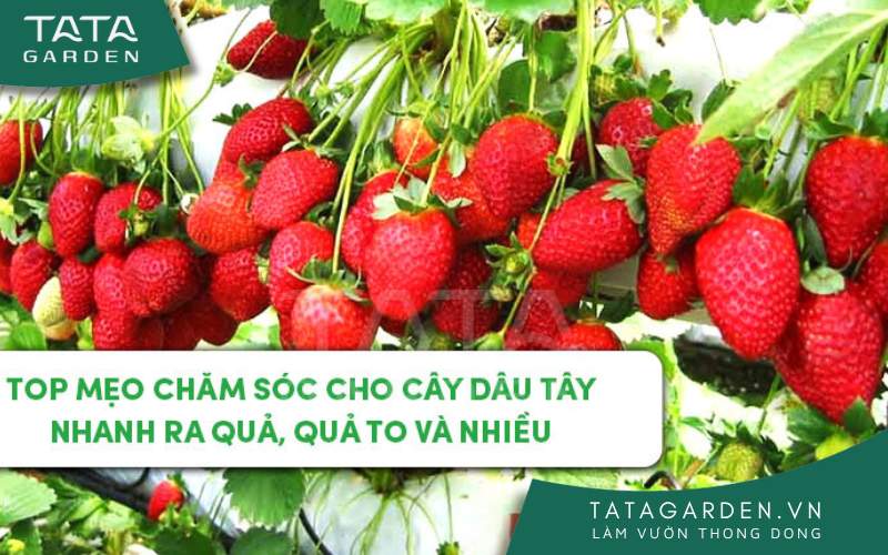 Ảnh bìa cách trồng cây dâu tây