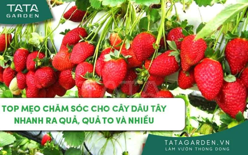 Top mẹo chăm sóc cho cây dâu tây nhanh ra quả, quả to và nhiều mới nhất 2024