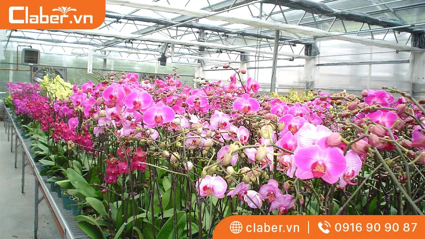 Béc phun sương tưới lan