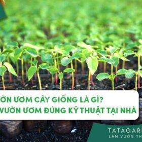 Vườn ươm cây giống là gì? Cách làm vườn ươm đúng kỹ thuật tại nhà