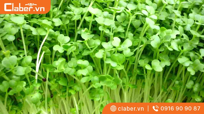 cách trồng rau mầm