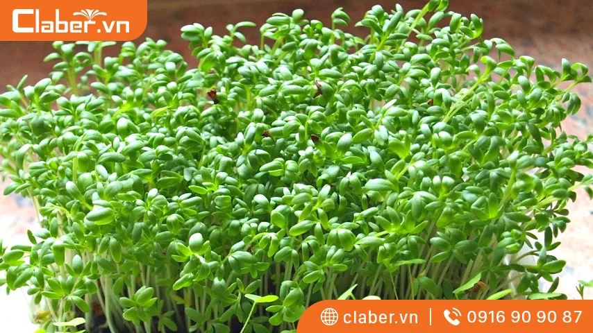 Rau mầm họ cải