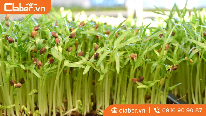 Rau mầm rau muống