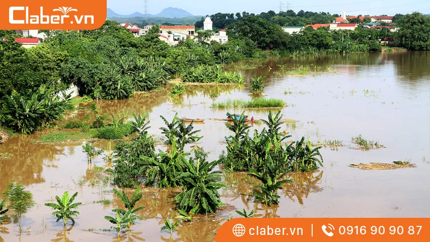 Cây trên cạn bị ngập úng lâu sẽ chết vì