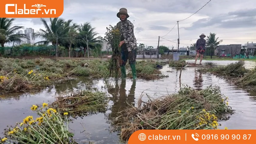 Xử lý cây ngập úng