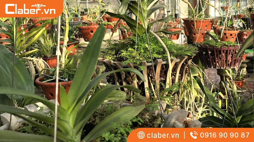 Một số cách bố trí vườn lan phổ biến