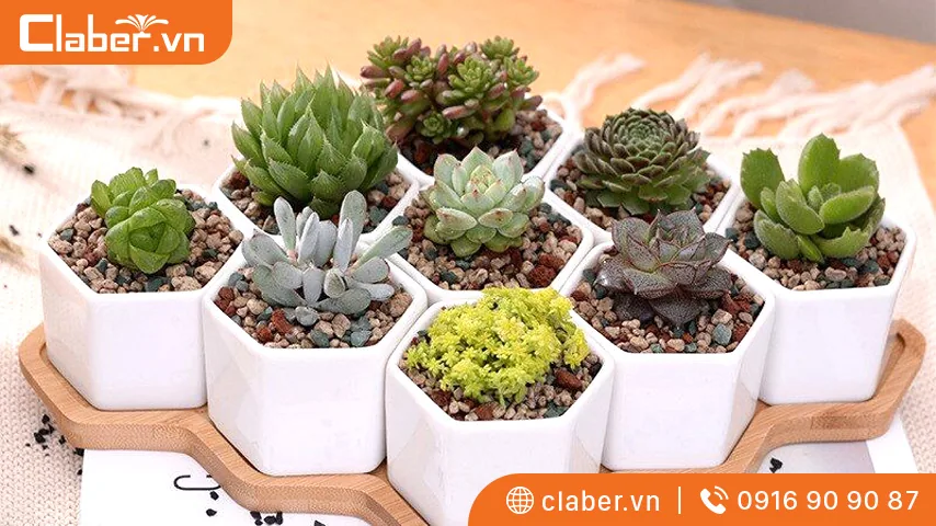 Tất tần tật những thông tin về cấu tạo và nguyên lý hoạt động của chậu thông minh tự tưới nước 