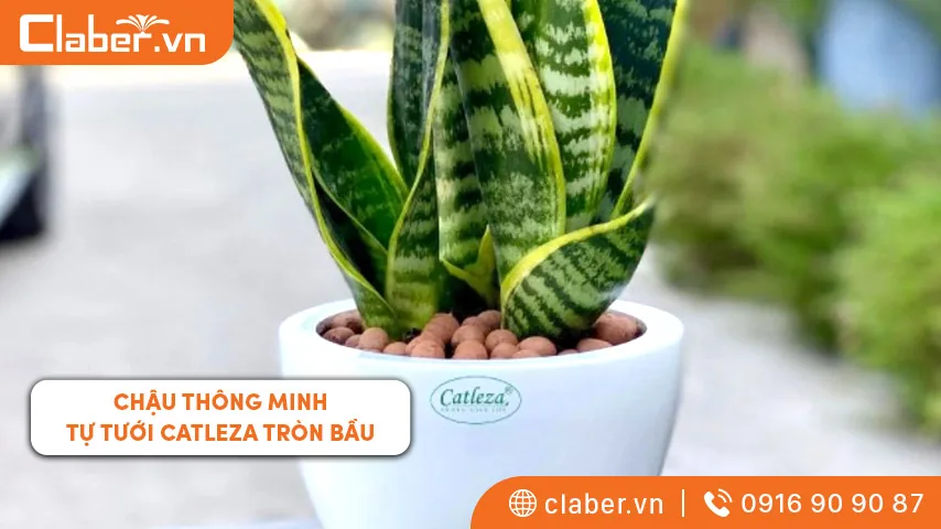  Chậu thông minh tự tưới Catleza tròn bầu rất phù hợp với không gian văn phòng