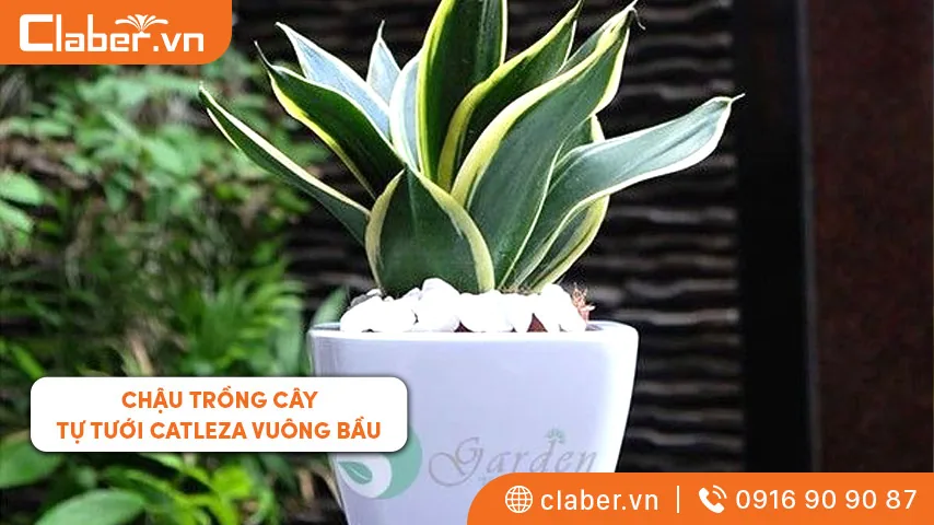 Chậu trồng cây thông minh Catleza vuông bầu được thiết kế theo các hình khối nhưng vẫn giữ nét mềm mại, thanh thoát