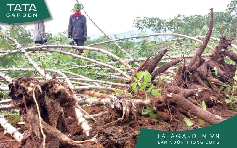 Cây ngập úng lâu ngày dẫn đến tình trạng thối rễ