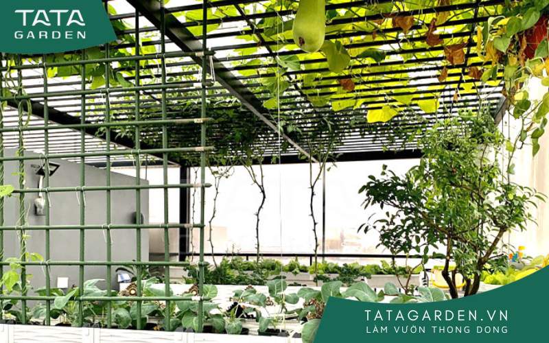 Cây leo vừa mang có tác dụng trang trí vừa giúp thanh lọc không khí