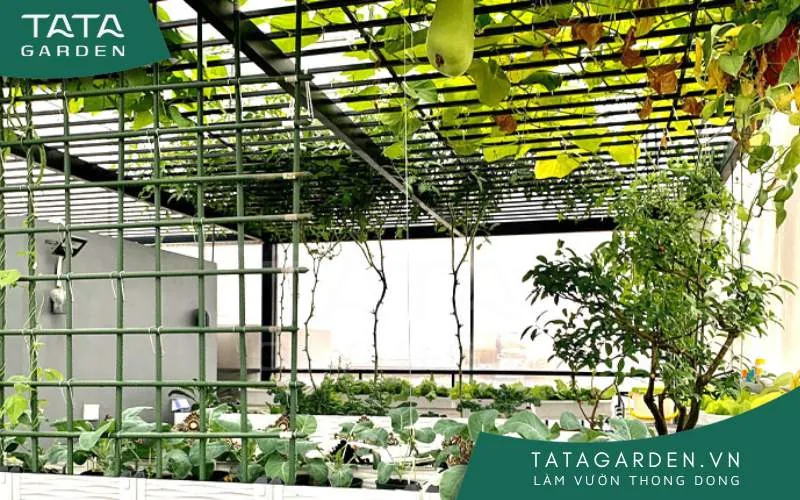 Cây leo vừa mang có tác dụng trang trí vừa giúp thanh lọc không khí