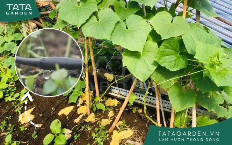 Hệ thống tưới tự động sử dụng dây tưới nhỏ giọt