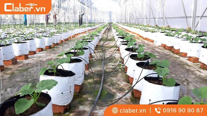 Làm hệ thống tưới nhỏ giọt tự chế