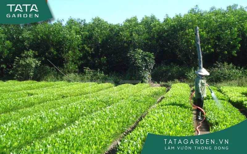 Vườn ươm cây giống sẽ giúp bạn tiết kiệm rất nhiều hạt giống