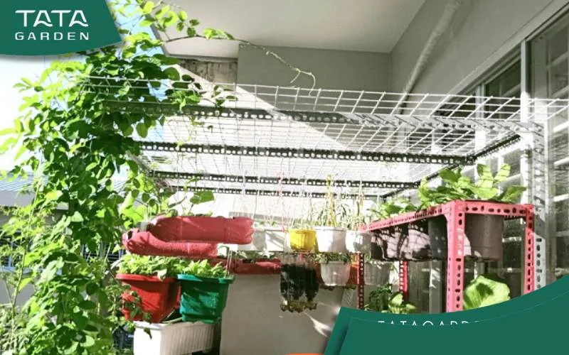 Mô hình trồng cây rau treo tường trên sân thượng