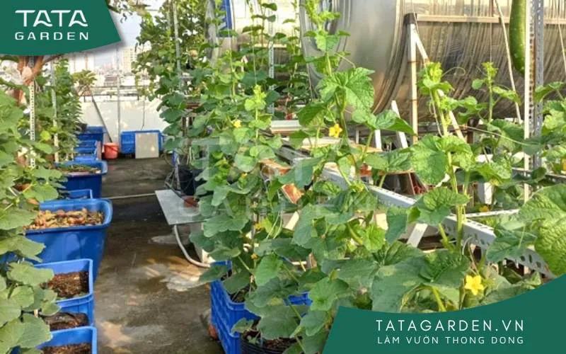 Lựa chọn loại đất trồng phù hợp với cây trồng sân thượng là vô cùng quan trọng