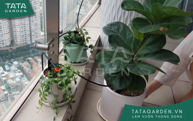 Mô hình tưới nhỏ giọt tự động cho ban công chung cư