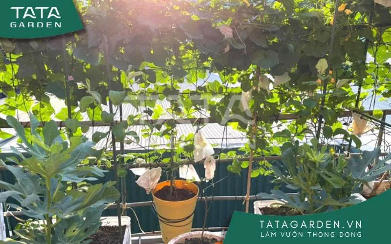 Trồng rau trên sân thượng khá đơn giản, nhanh chóng