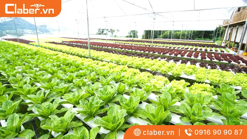 cách làm nhà lưới trồng rau đơn giản