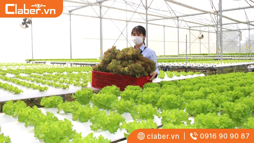 Nhà màng trồng rau phổ biến hiện nay