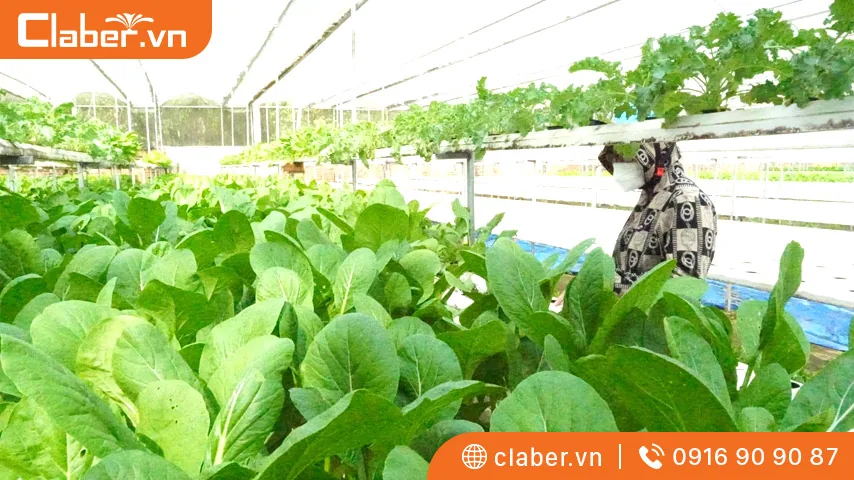 Nhà màng trồng rau trong vườn